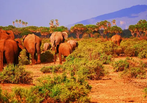 (P) Safari aventuros în Kenya și relaxare în paradisul turcoaz, Zanzibar