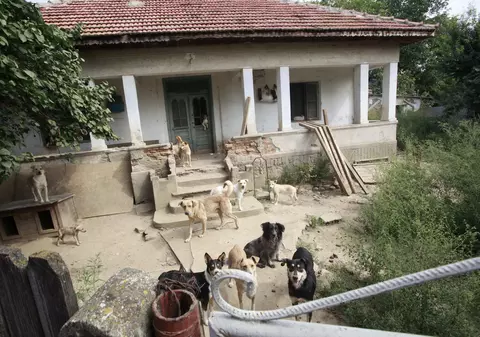 În România, câinele e mai important decât casa în care stă. Microciparea unui câine, mai scumpă decât asigurarea locuinței!