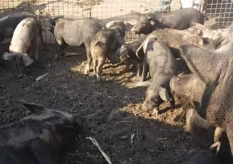 Declarația zilei, în legătură cu extinderea pestei porcine. Șeful DSVSA Brăila, Gicu Drăgan: "Ne-am concentrat pe uscat, dar virusul a venit pe apă"