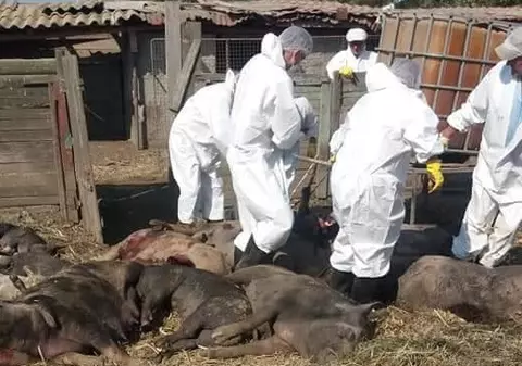 EXCLUSIV / Declarația unui fermier despre uciderea porcilor: "A fost un masacru. Sunt șocat. Am în ochi imaginea cu porcii cărora le dădea sângele pe rât"