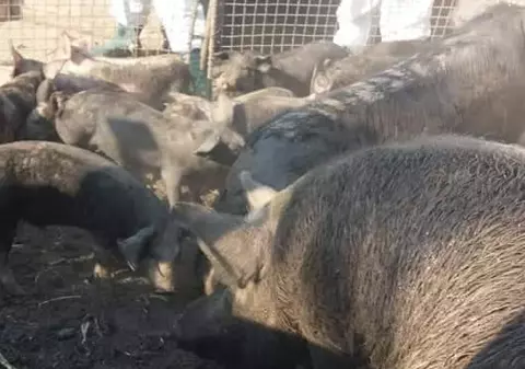 Nou focar de pestă porcină în satul Rogojeni din Galați. Toți porcii vor fi eutanasiați