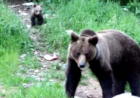 Turiști blocați pe munte, după ce s-au întâlnit cu o ursoaică cu pui pe Valea Prahovei. Jandarmii i-au ajutat să coboare în Bușteni