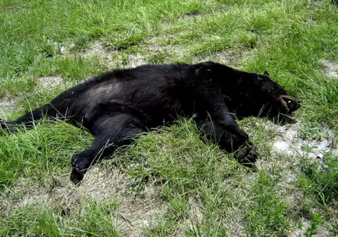 Încă un urs a fost accidentat mortal pe A1, în Sibiu. Nimeni nu știe cum ajung acolo