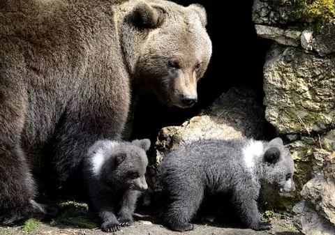 O ursoaică și puii ei au intrat în bucătăria unui hotel din Băile Tușnad