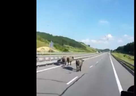 Vaci pe autostradă, între Cluj și Turda. Animalele se plimbau nestingherite pe A3