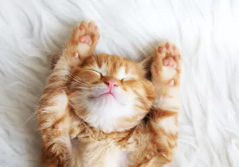 Ziua internaţională a pisicii - când sărbătorim cel mai popular animal de companie din lume