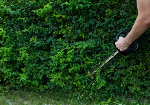 Doi pensionari își pot pierde casa de 650.000 de lire sterline după o luptă în instanță pentru un gard viu tăiat de vecin