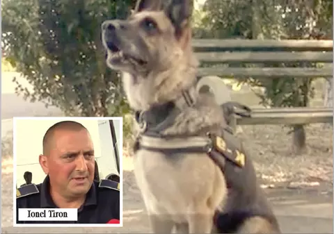 Câinele care a descoperit traficanții la vama Albița, timp de nouă ani de zile, se pensionează. Cățelușa Lila, luată acasă de instructor