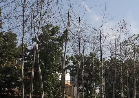 Copacii de 200.000 de euro au început să se usuce. N-a trecut nici nu an de când au fost plantați