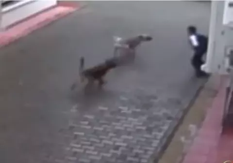 VIDEO | Momentul șocant în care un copil este atacat de 4 câini maidanezi în timp ce se întorcea de la școală. Tatăl copilului: ”Putea să moară”