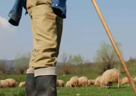 Un cioban din Timiș și-a înjunghiat rivalii, la fel ca-n balada ”Miorița”. De la ce a pornit scandalul