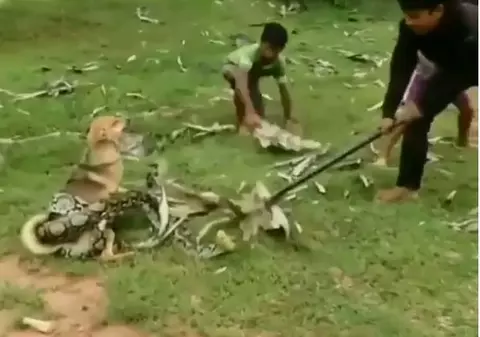 VIDEO | Momentul în care trei copii se luptă cu un șarpe boa pentru a elibera un câine. Unul dintre ei a început să lovească reptila în cap