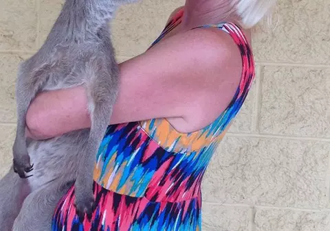 Familie din Australia, atacată de un cangur. O femeie are un plămân perforat