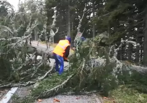 Ninsorile și vântul fac prăpăd în țară. Un om a murit după ce un copac a căzut peste el