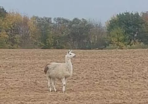 Animal exotic fotografiat  pe un câmp lângă Timișoara. ”A pierdut cineva o lamă?”