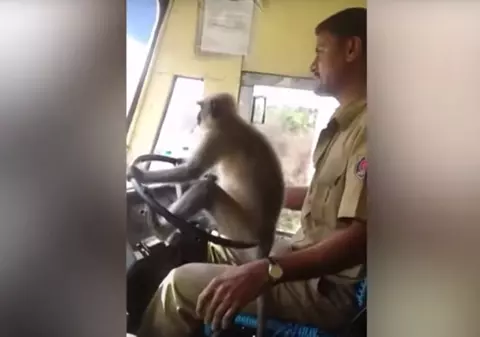 VIDEO| O maimuță a condus un autobuz cu pasageri. Ce a pățit șoferul mașinii după acest moment