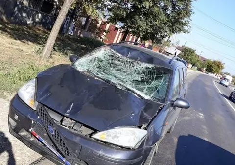 Un cal supus la un test de rezistență a fost ucis de o mașină, în Prahova. Animalul a rupt hamurile și a sărit în stradă |VIDEO
