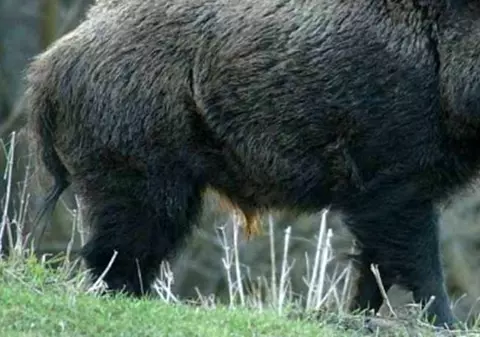 Mistreț infectat cu pesta porcină, descoperit la granița dintre România și Bulgaria
