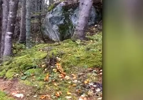 VIDEO | Momentul în care pământul dintr-o pădure pare că ”respiră”. Explicațiile specialiștilor