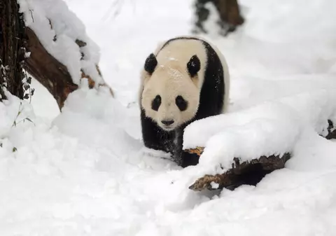 Video: Cum se bucură un panda când vede prima dată zăpadă în acest sezon