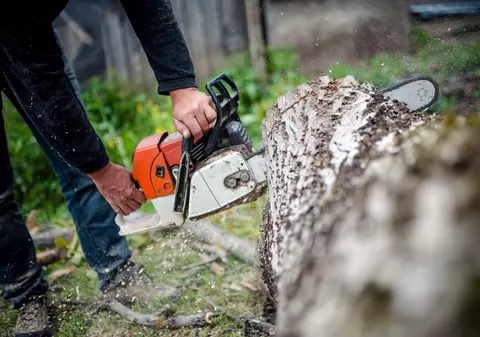 Ordin de ministru. Firmele care exploatează ilegal lemn rămân fără certificate