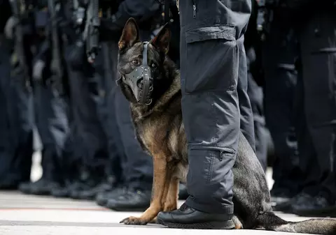 Mafia italiană oferă 5.000 de euro oricui poate să ucidă un câine polițist. Animalul le-a făcut o pagubă uriașă