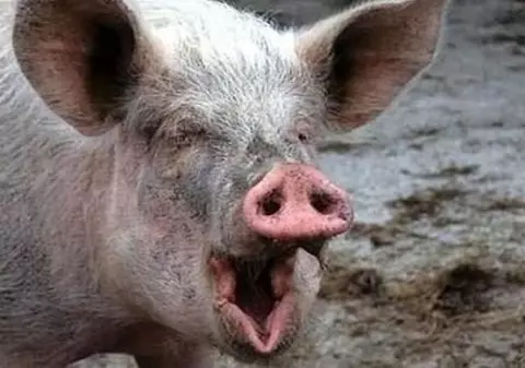 Un copil de 9 luni a fost mușcat de cap de un porc! Grozăvia a avut loc în județul Iași