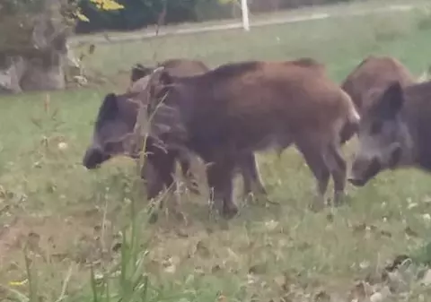 FOTO&VIDEO/ Imagini cu o turmă de mistreți ieșiți pe șosea, la ieșirea din Neptun spre Jupiter. Porcii căutau de mâncare, fără să se ferească de mașini