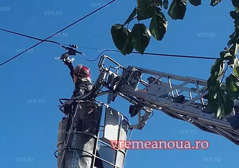 Un porumbel prins între firele unui stâlp din Bârlad a fost salvat de pompieri |VIDEO