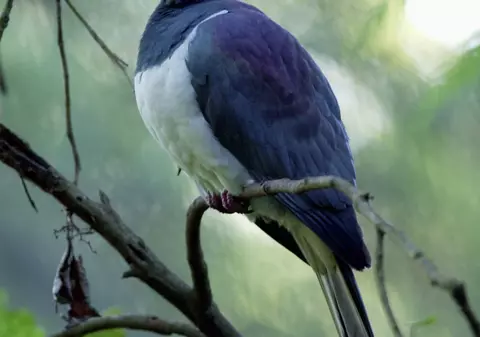 VIDEO / Pasărea anului 2018 în Noua Zeelandă e un porumbel beţiv. Se îmbată, cade din copaci şi se crede liliac