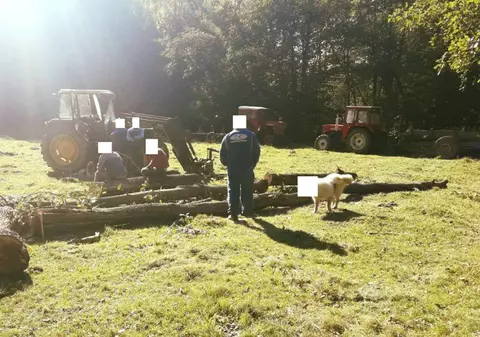 Jandarmeria Sălaj, postare virală pe Facebook. Oamenii legii au scris un poem dedicat unor hoți de lemne