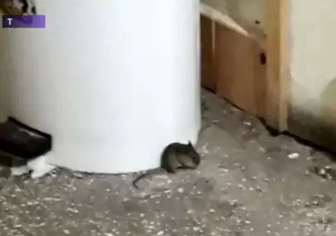 Șoareci printre gravidele și nou-născuții de la Maternitatea din Timișoara. Decizia neobișnuită luată de manager