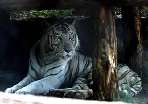 Un tigru alb a omorât un îngrijitor de la o grădină zoologică din Japonia