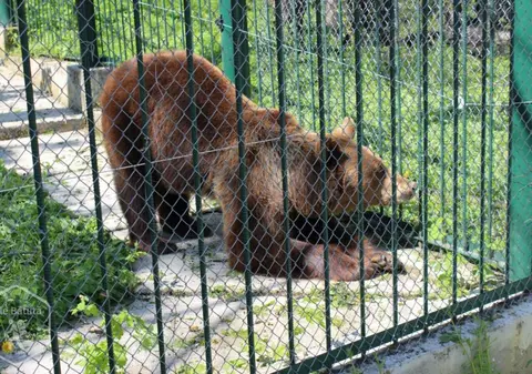 O tânără din Bârlad a vrut să își facă selfie cu un urs de la ZOO. Cum a reacționat animalul