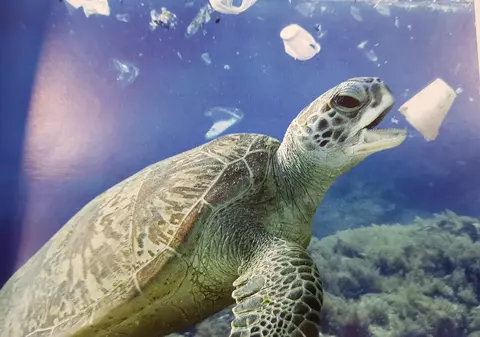 VIDEO | Un nou prădător acvatic se află în oceanele din toată lumea: Plasticul!