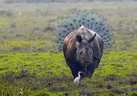GALERIE FOTO| Cele mai amuzante fotografii cu animale din 2018