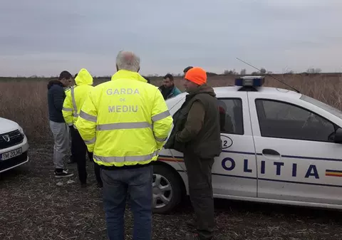 Animale otrăvite pe câmp de substanțele toxice folosite de o firmă care cultiva rapiță în Timiș