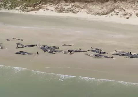 VIDEO | Peste 140 de balene au eșuat pe o plajă din Noua Zeelandă. Autoritățile sunt îngrijorate