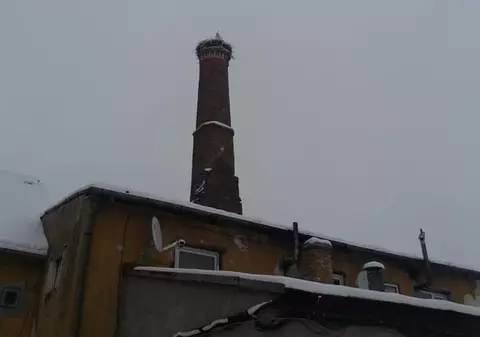 Barză prinsă de frig în Codlea. A fost nevoie de intervenția alpiniștilor pentru a fi salvată
