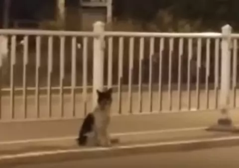 VIDEO | Un câine își așteaptă de două luni stăpânul. Stă exact în locul în care femeia a murit