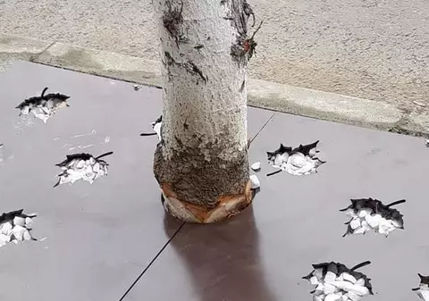 Copaci ciopliți pentru a intra în orificiul unei table ornamentale, în Slatina. "Așa am primit dispoziție"