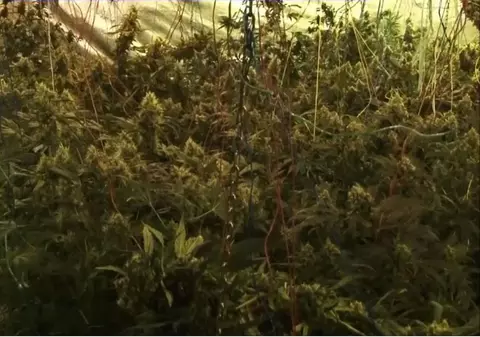 Cultură de canabis, descoperită în subsolul unui imobil din Giurgiu