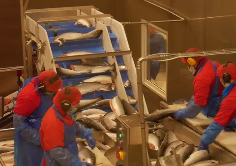 VIDEO / Drumul peștelui din Norvegia până la restaurantul Ikea din România. Salarii de la 2.000-4.000 de euro și, bonus, respect