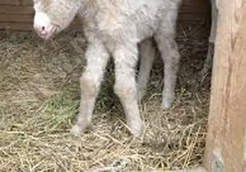 Un măgăruș alb s-a născut la Zoo din Reșița. Sunt doar câteva exemplare în toată lumea