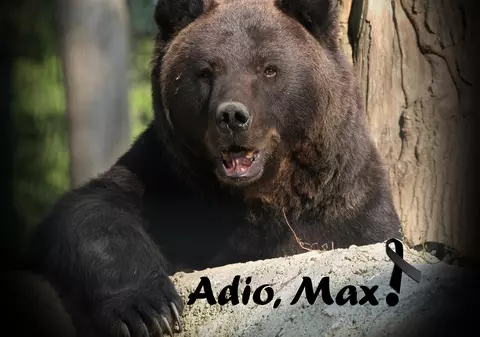 A murit Max, cel mai iubit urs de la rezervația din Zărneşti. Calvarul prin care a trecut, în urmă cu 13 ani