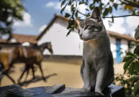 Ultimele cuvinte ale unui bărbat care a murit de rabie după ce a fost mușcat de o pisică în Maroc