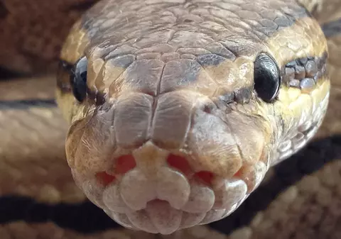 Copil de cinci ani din Australia, salvat după ce a fost mușcat, strangulat și târât într-un bazin de un piton