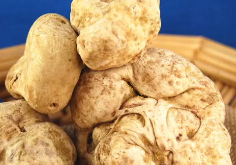 Prețul imens cu care a fost vândută o trufă albă. Este de 30 de ori valoarea de piață a delicatesei