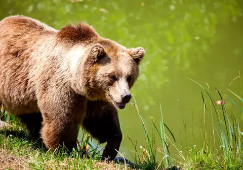 Cum a ajuns România cel mai mare exportator de trofee din Europa și câți urși se vânează de fapt - Raport