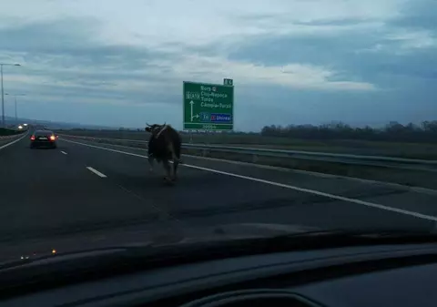 FOTO VIRAL | Vaci ca în India, pe o autostradă din România. Imaginea incredibilă surprinsă de un șofer